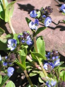 Veronica spp.